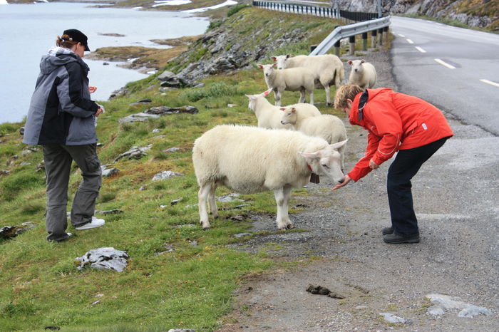 Turistii curiosi cu oile