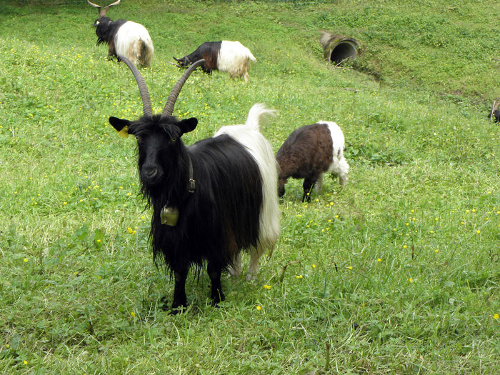 Walliser capre la pascut verdeata