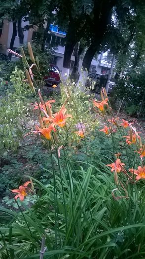 WP_20150619_19_09_10_Pro