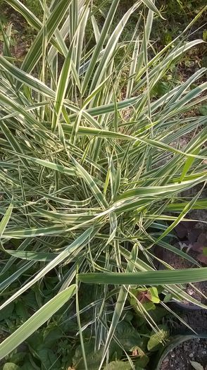 WP_20150719_18_06_57_Pro