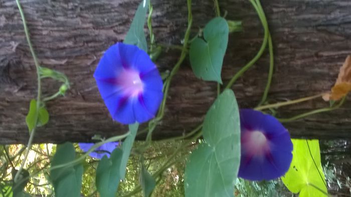 WP_20150926_08_45_49_Pro