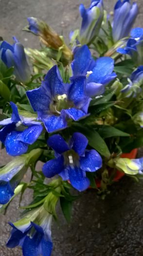 WP_20150924_17_03_49_Pro - Florile mele - 2015