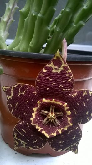 WP_20150924_17_00_44_Pro - Florile mele - 2015