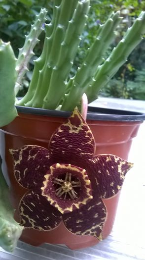 WP_20150924_17_01_15_Pro - Florile mele - 2015