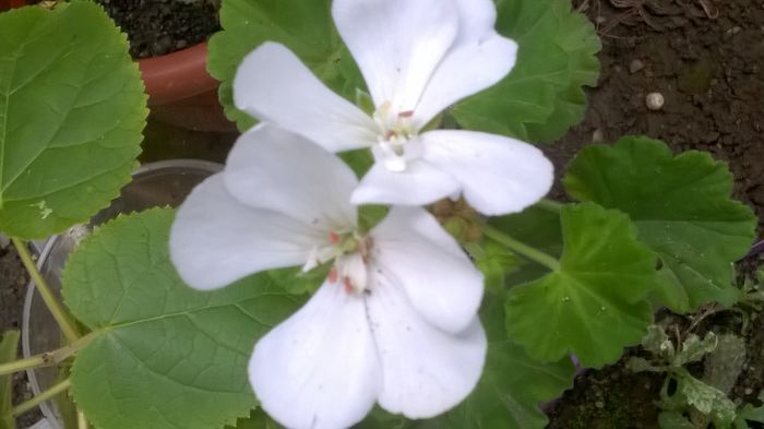 WP_20150926_08_48_07_Pro - Florile mele - 2015