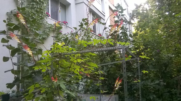 WP_20150926_08_51_45_Pro - Florile mele - 2015