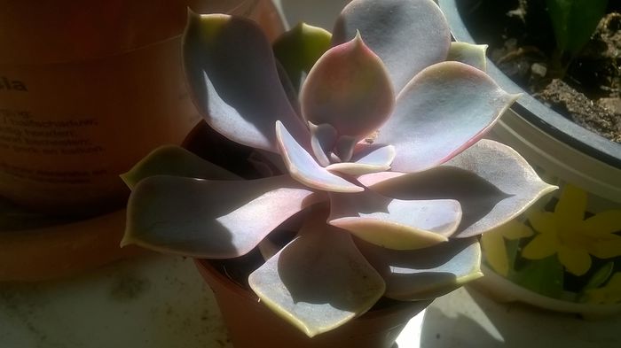 WP_20150908_13_25_37_Pro - Florile mele - 2015