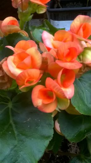 WP_20150926_08_46_49_Pro - Florile mele - 2015