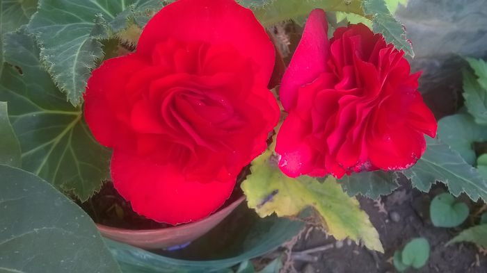 WP_20150909_12_21_30_Pro - Florile mele - 2015
