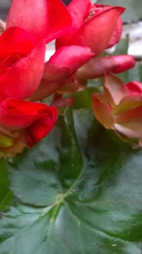WP_20150926_08_46_57_Pro - Florile mele - 2015