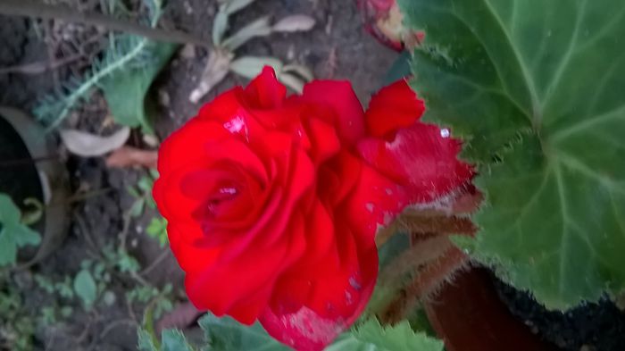 WP_20150926_08_52_46_Pro - Florile mele - 2015