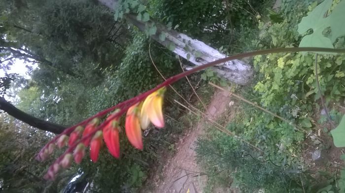 WP_20150910_08_56_50_Pro - Florile mele - 2015