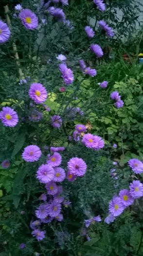 WP_20150925_18_58_22_Pro - Florile mele - 2015