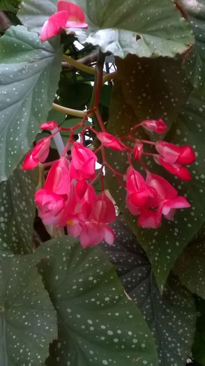 WP_20150926_08_48_51_Pro