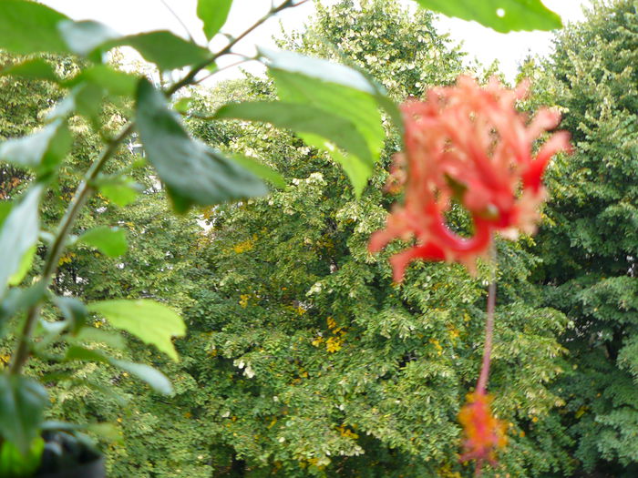 P1040475 - Hibiscus Schizopetalus