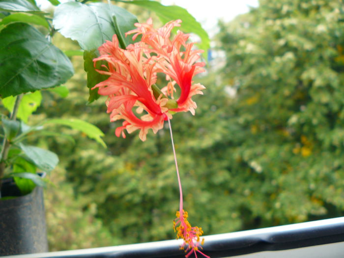 P1040478 - Hibiscus Schizopetalus