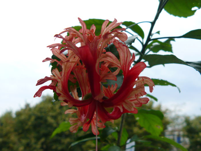 P1040480 - Hibiscus Schizopetalus