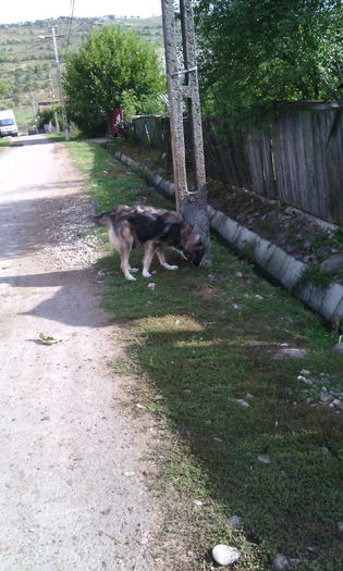IMG_20150920_103440[1] - Animalutele mele