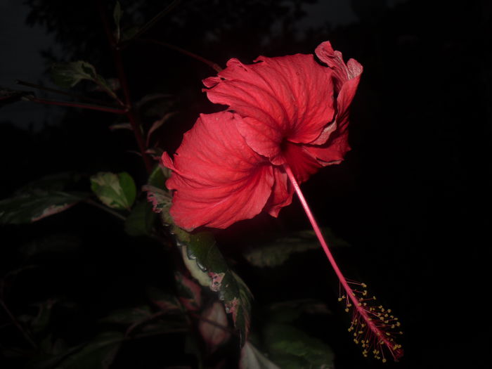 26 sept. 2015 - Hibiscus2015