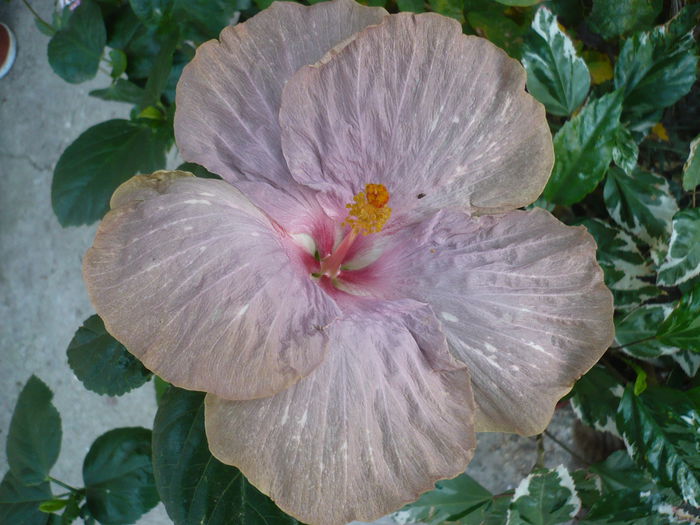 P1240265