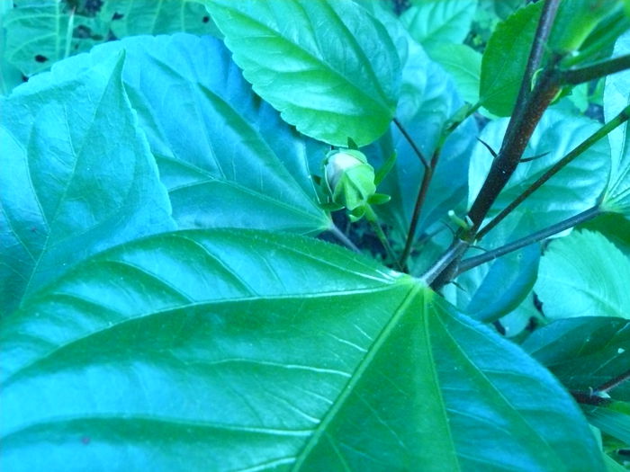 P1040385