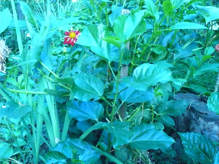 P1040387