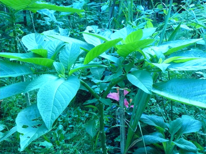 P1040389