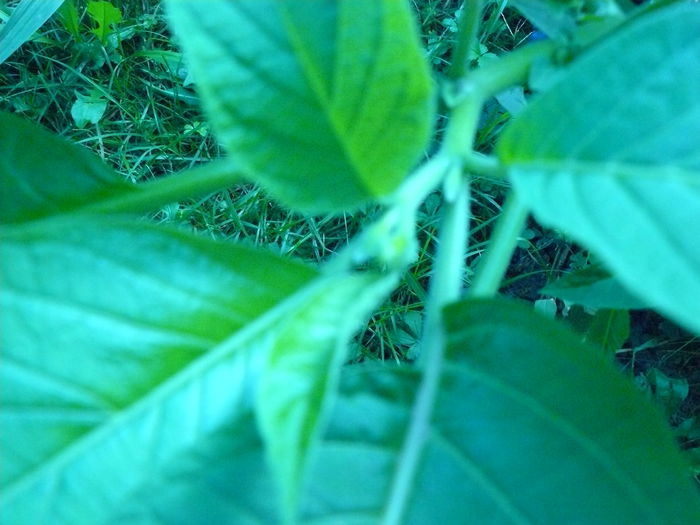 P1040390