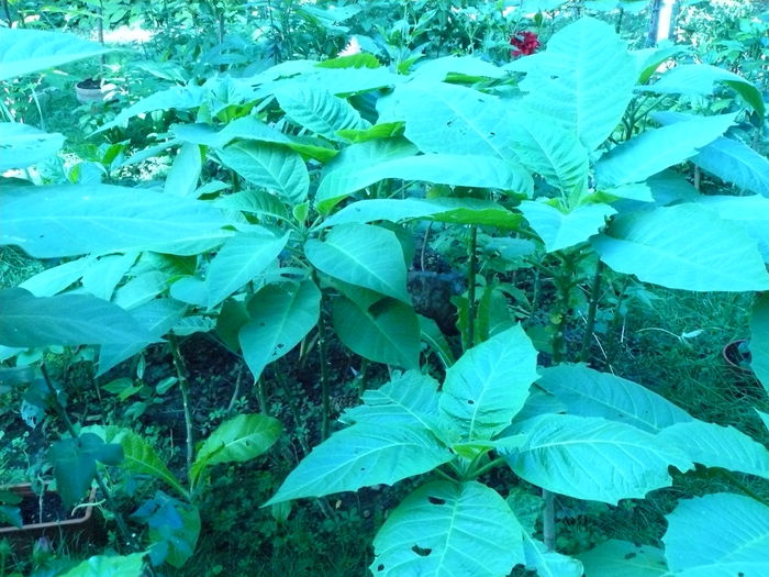 P1040398 - Clematite si alte plante din gradina 2015