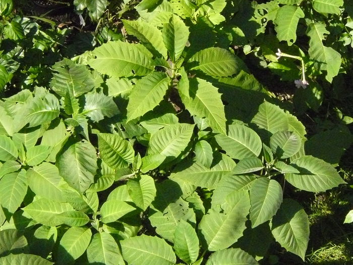 P1040399