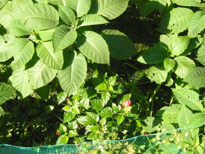 P1040401