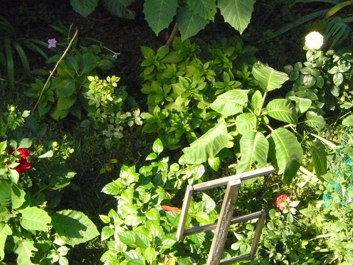 P1040402 - Clematite si alte plante din gradina 2015