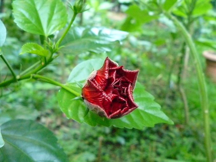 P1040405