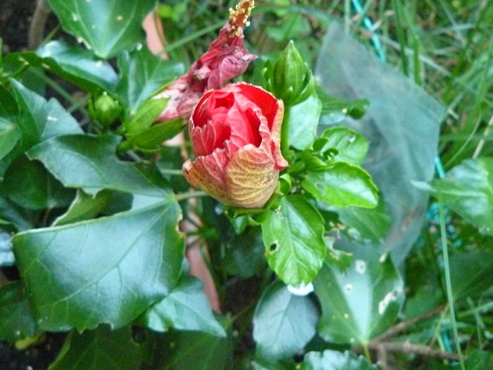 P1040407