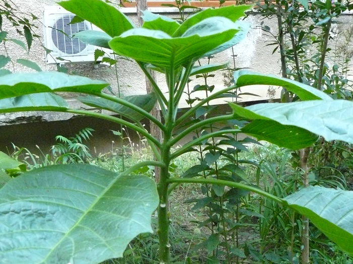 P1040408