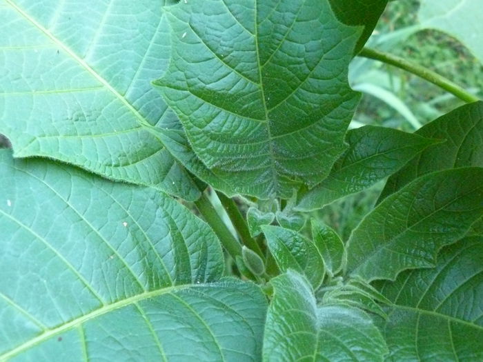 P1040413