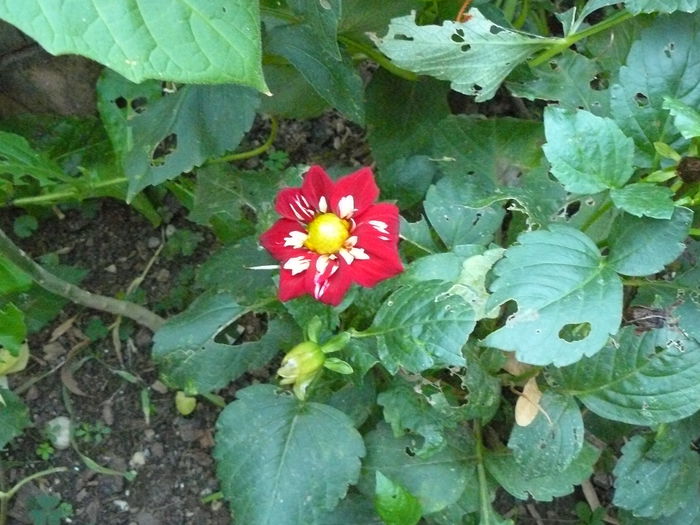 P1040414