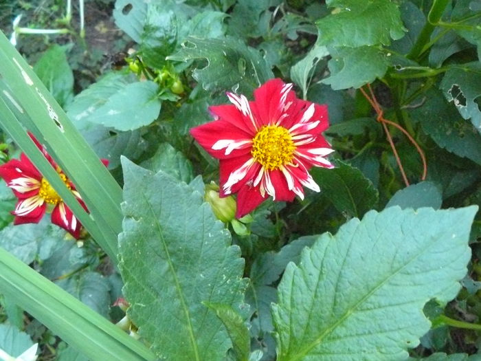 P1040415