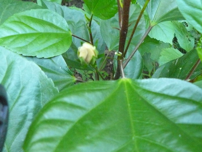 P1040416