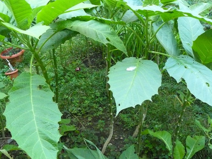 P1040417