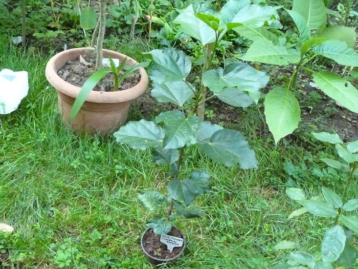 P1040418