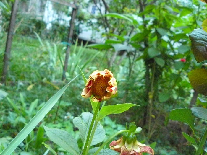 P1040421