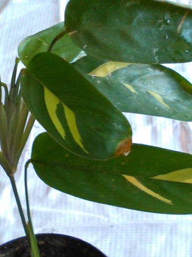 IMG_20150430_110156 - 41 Genul calathea