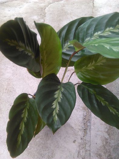 IMG_20150727_140700 - 41 Genul calathea