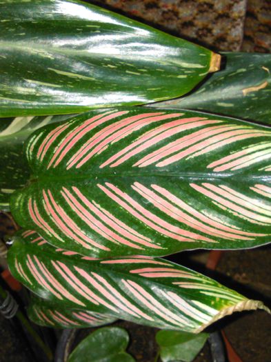 Calathea ornata 12.08.2015 - 414 Specia Calathea ornata Roseolineata