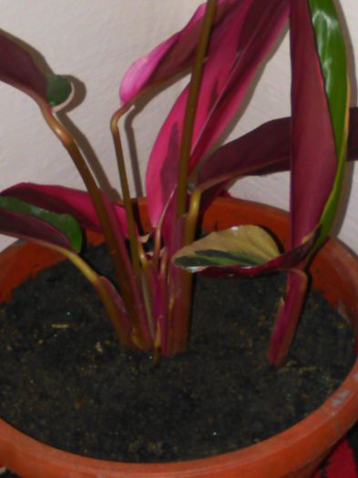 stromanthe sanguinea tricolor 12.08.2015 - 422 Specia stromanthe sanguinea tricolor