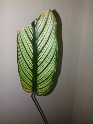 Calathea ornata 12.08.2015 - 414 Specia Calathea ornata Roseolineata