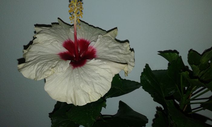 20150926_175002 - Hibiscus Boreas White