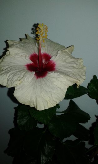 20150926_174942 - Hibiscus Boreas White