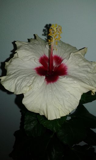 20150926_174938 - Hibiscus Boreas White